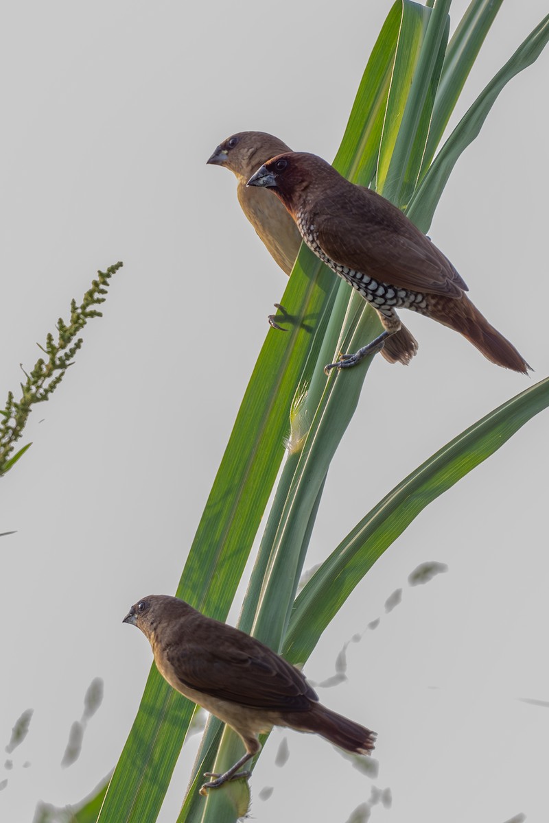 Scaly-breasted Munia - ML642017250