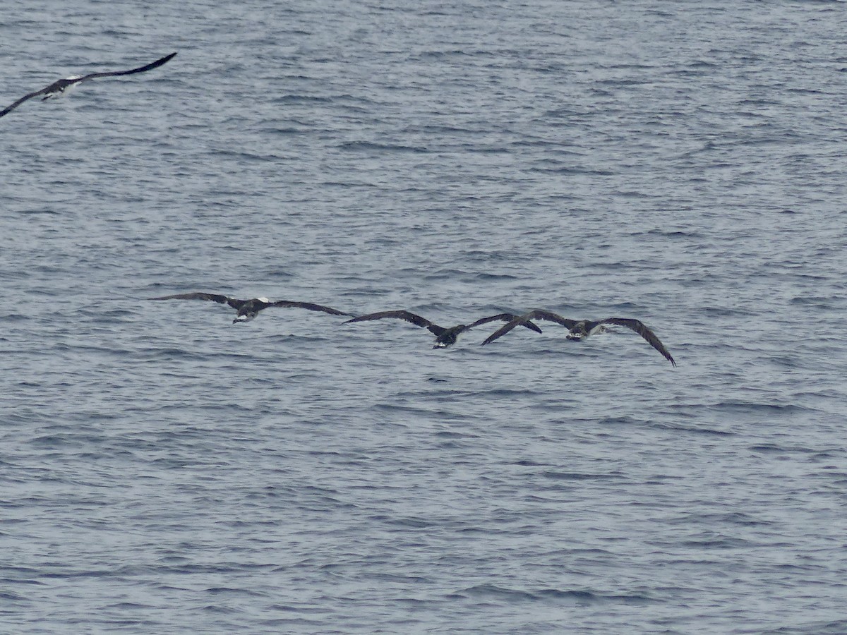 Northern Gannet - ML642017264