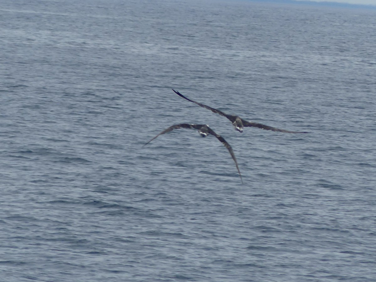 Northern Gannet - ML642017267