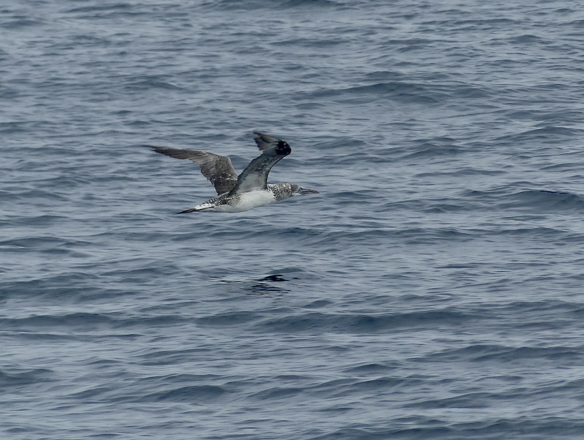 Northern Gannet - ML642017268
