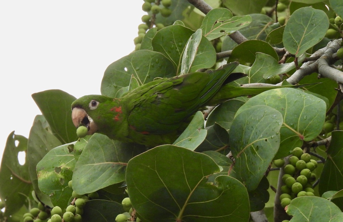 Aratinga Ojiblanca - ML642017273