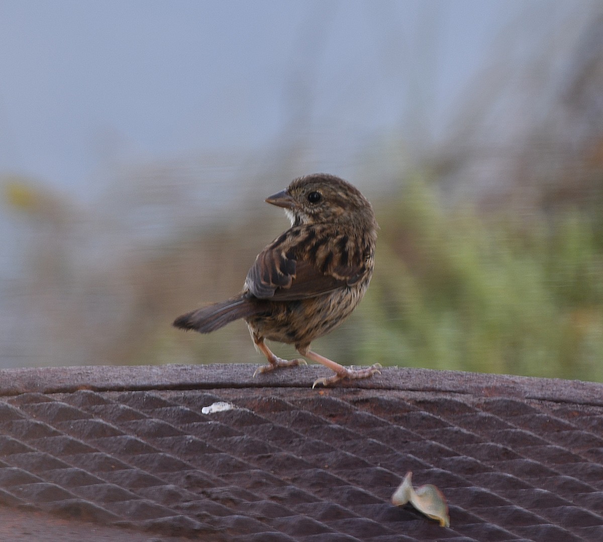 Savannah Sparrow - ML642017274