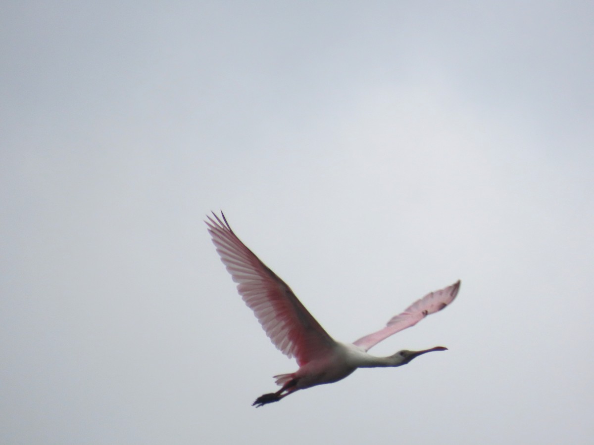 Roseate Spoonbill - ML642017275