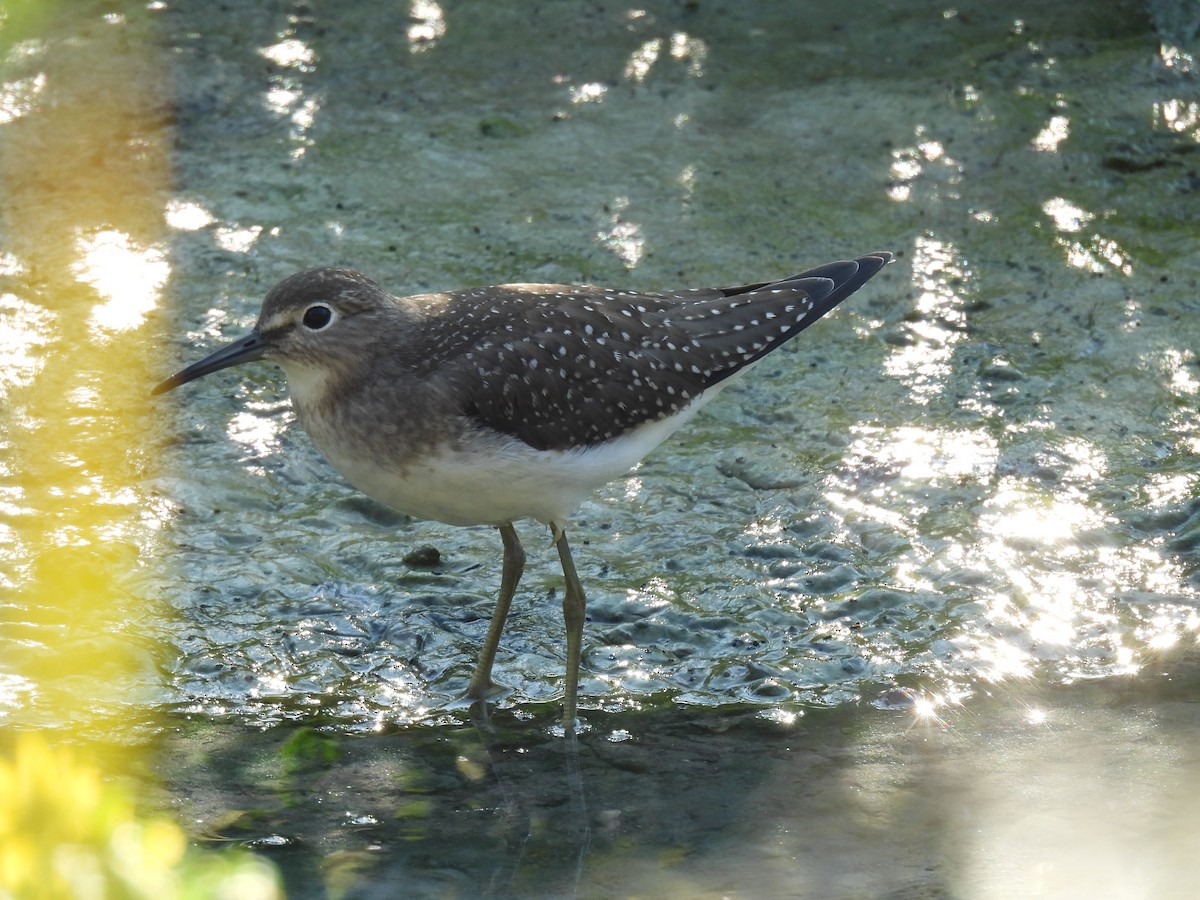 Solitary Sandpiper - ML642017277