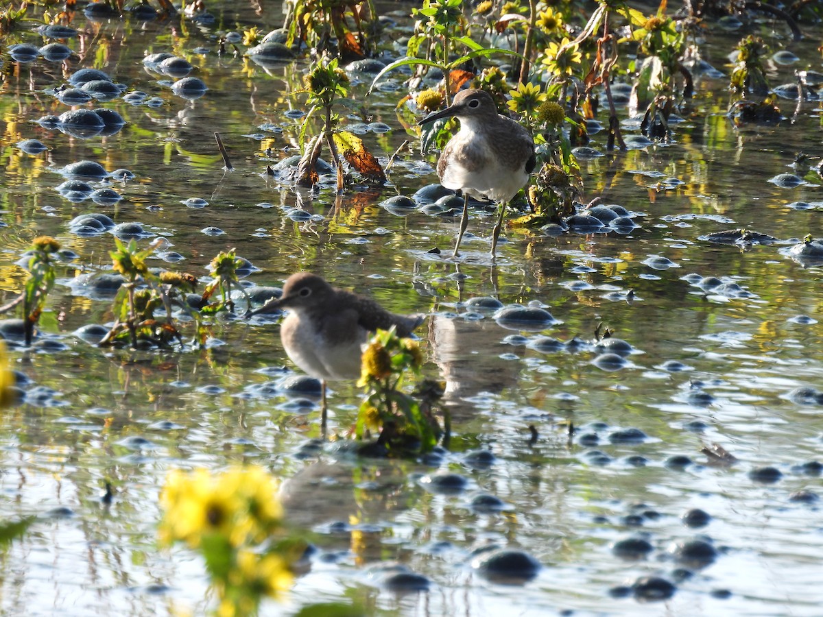 Solitary Sandpiper - ML642017278