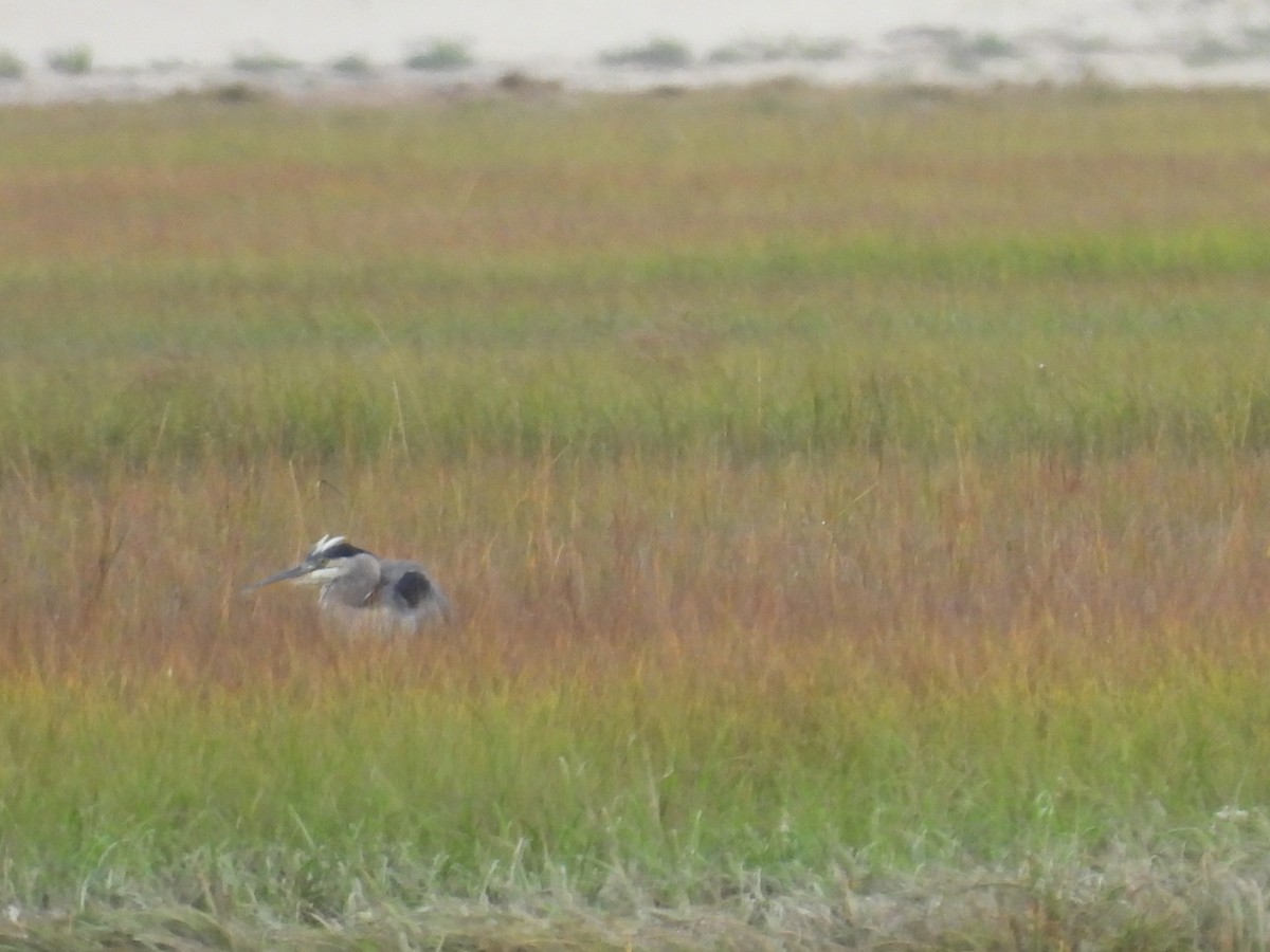 Yellow-crowned Night Heron - ML642017279