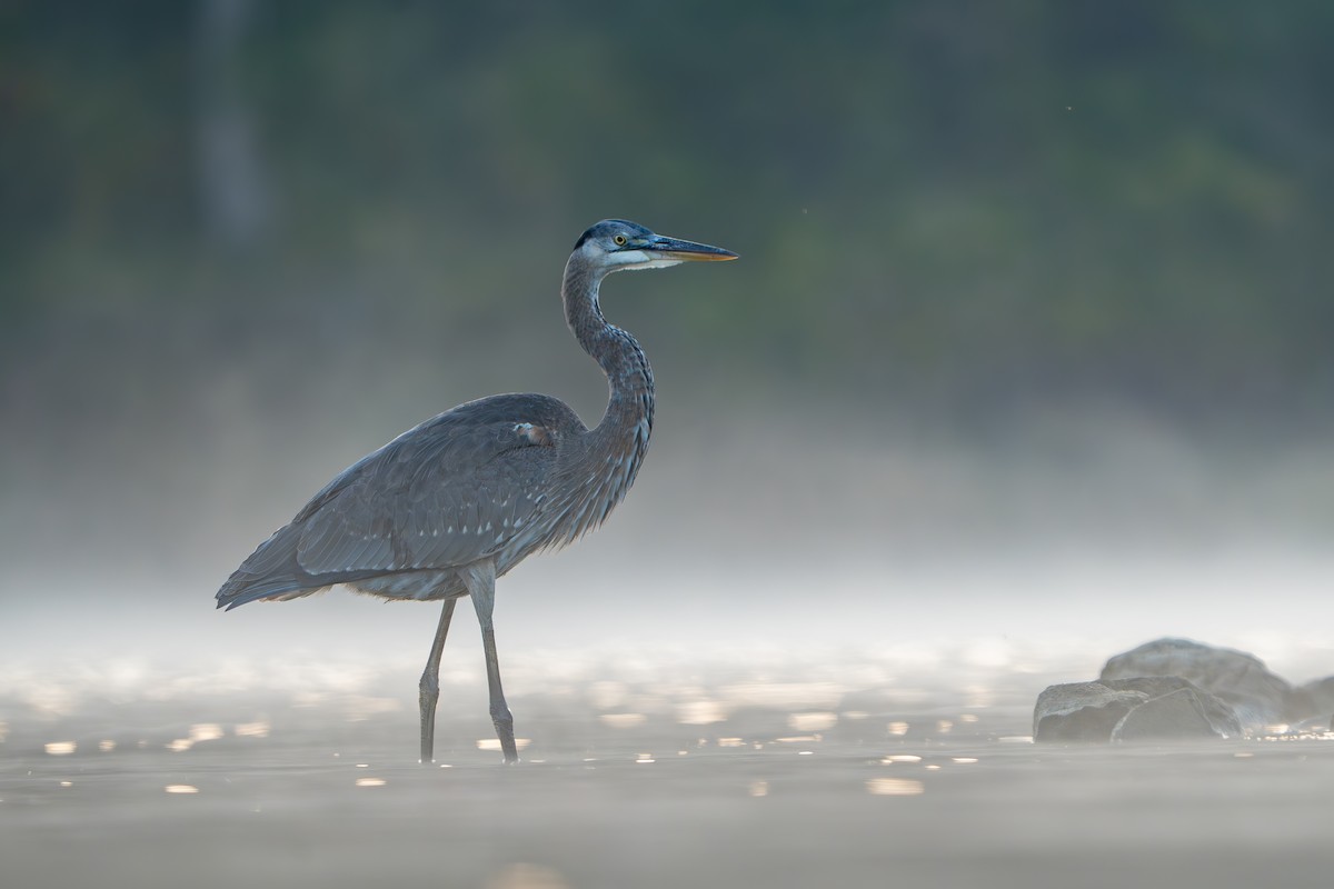Great Blue Heron - ML642017280