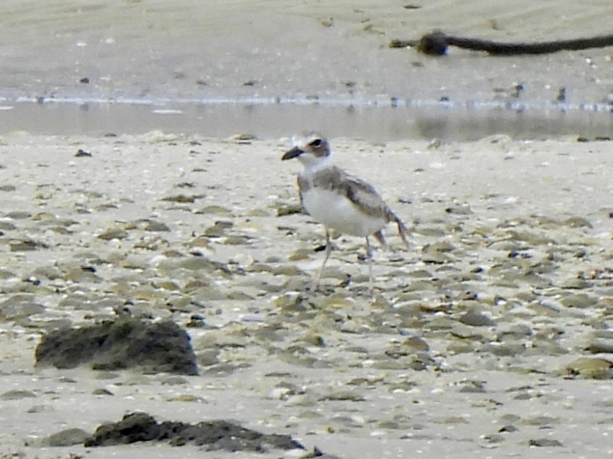 Wilson's Plover - ML642017282