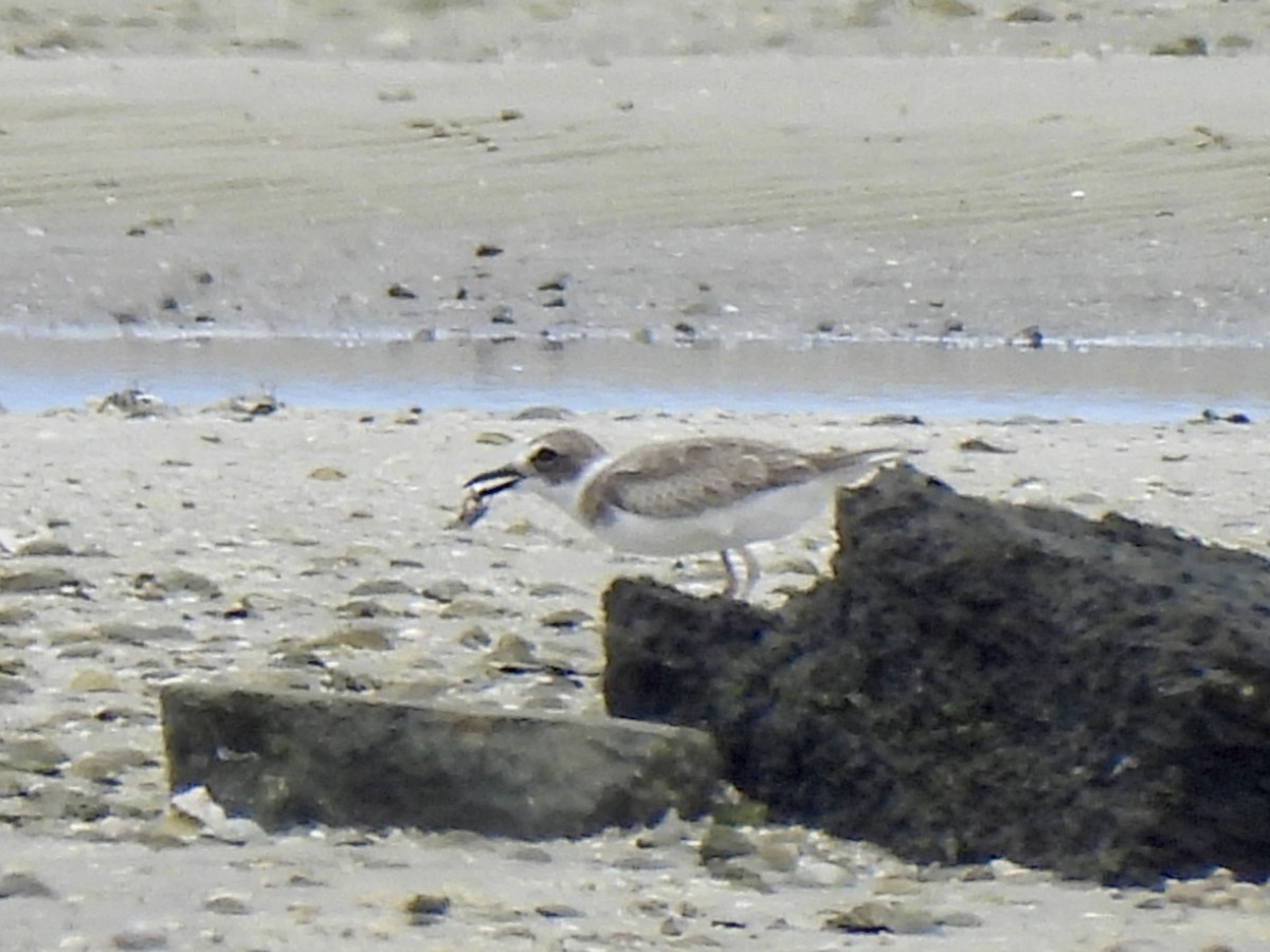Wilson's Plover - ML642017283