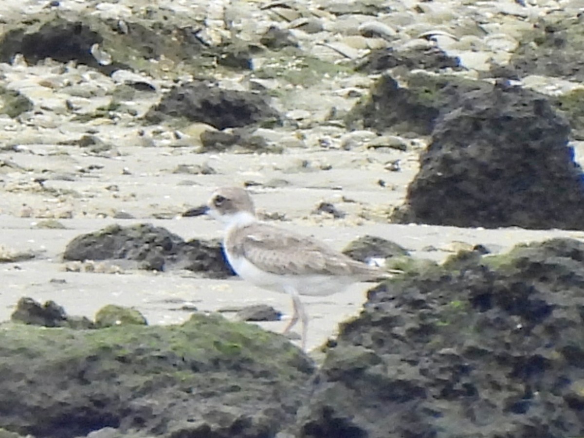 Wilson's Plover - ML642017284