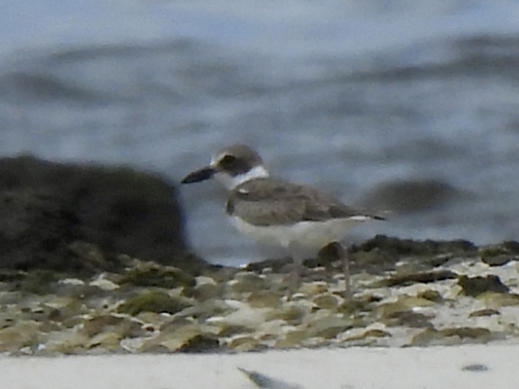 Wilson's Plover - ML642017285