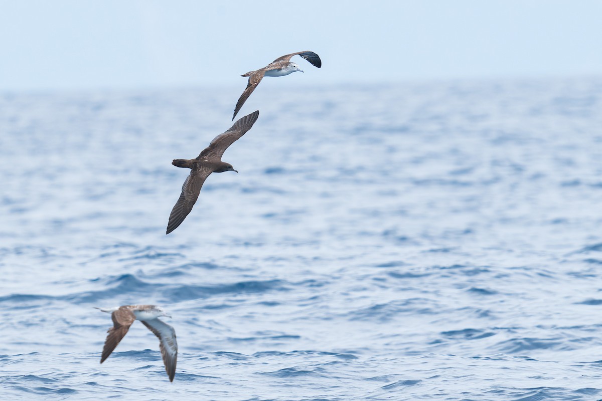 Wedge-tailed Shearwater - ML642017293