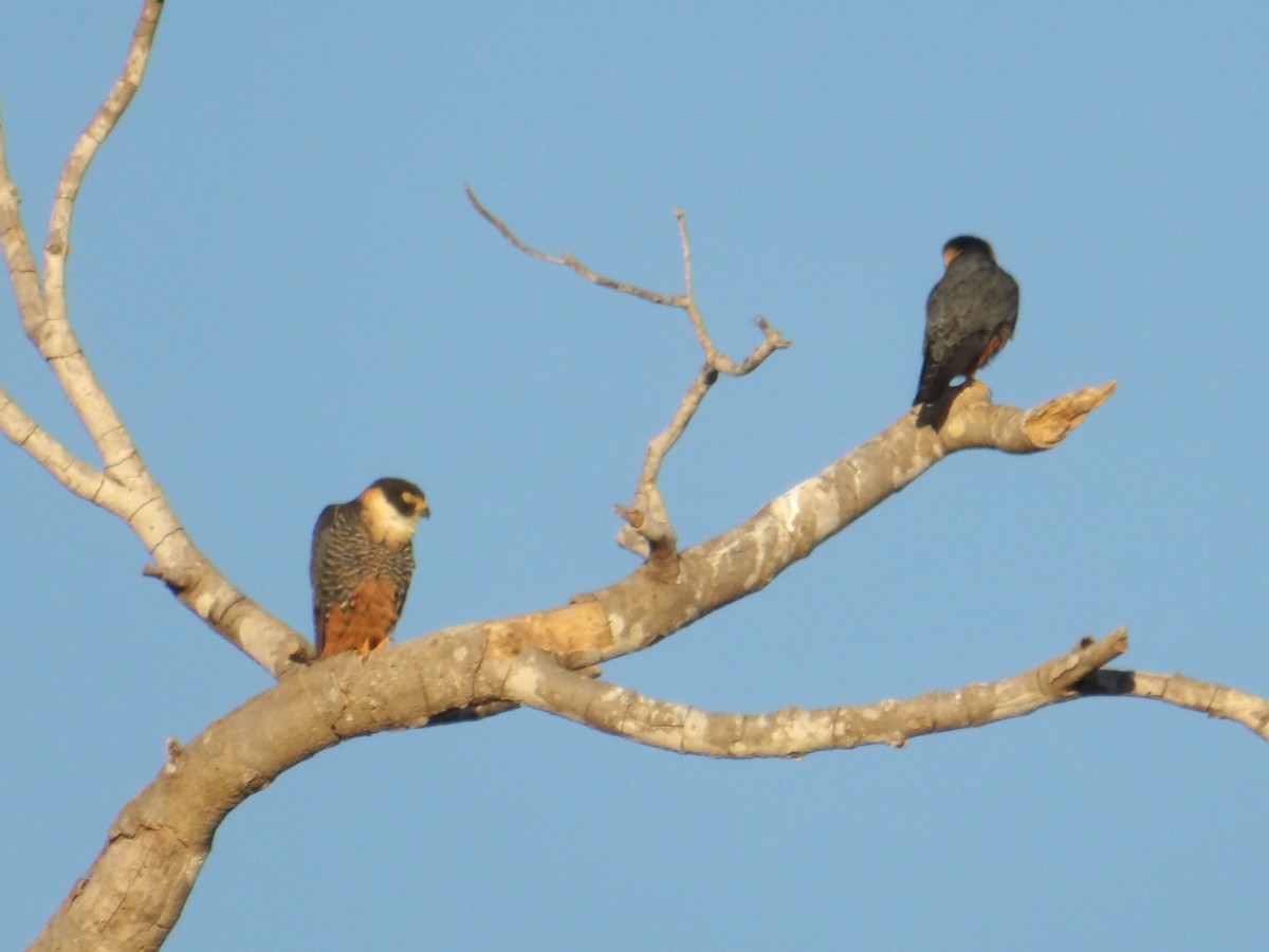 Bat Falcon - ML642017300