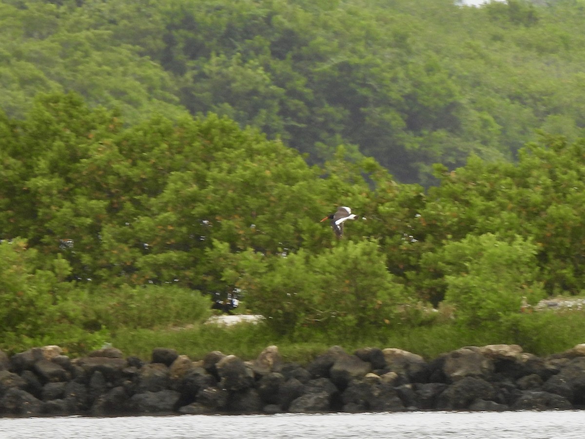 American Oystercatcher - ML642017302