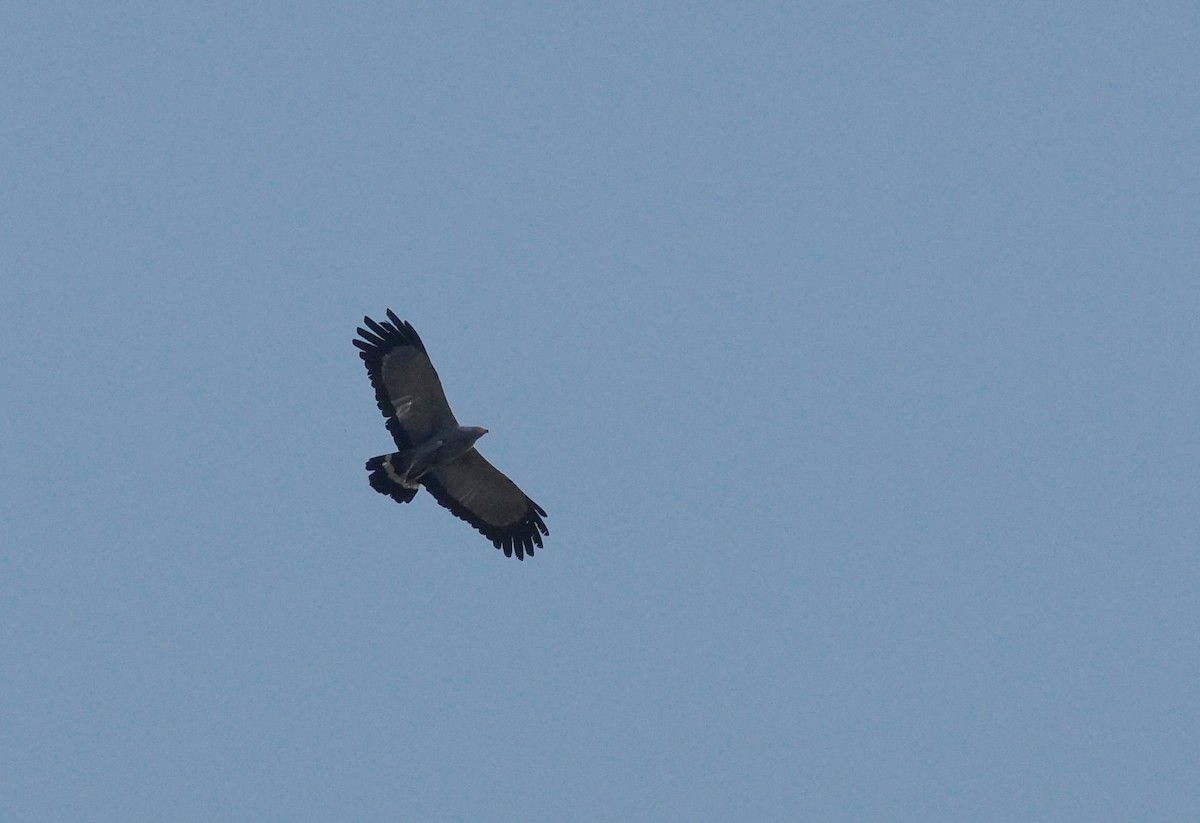 African Harrier-Hawk - ML642017321