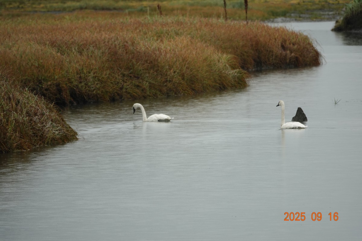 Trumpeter Swan - ML642017333