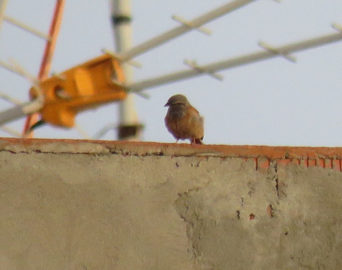 House Bunting - ML642017349
