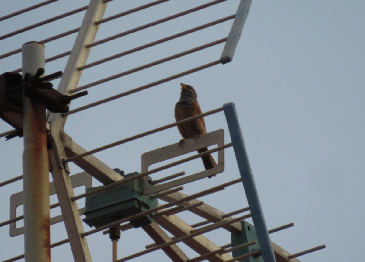 House Bunting - ML642017350