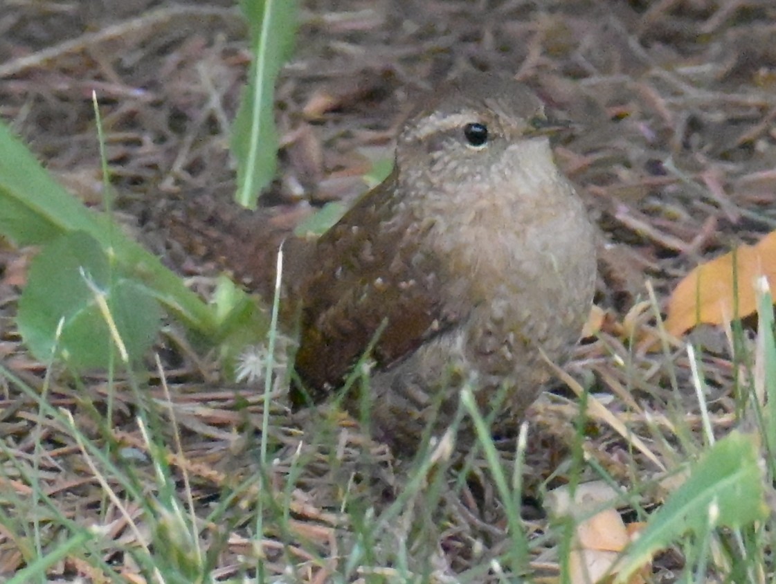 Winter Wren - ML642017367