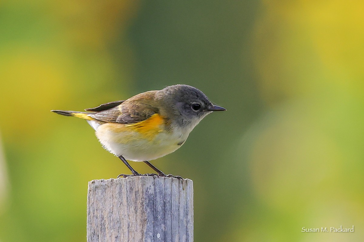 American Redstart - ML642017377