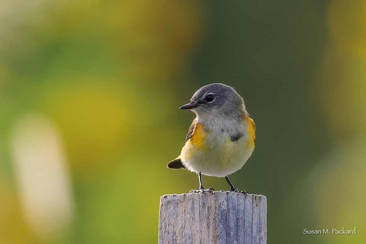 American Redstart - ML642017379
