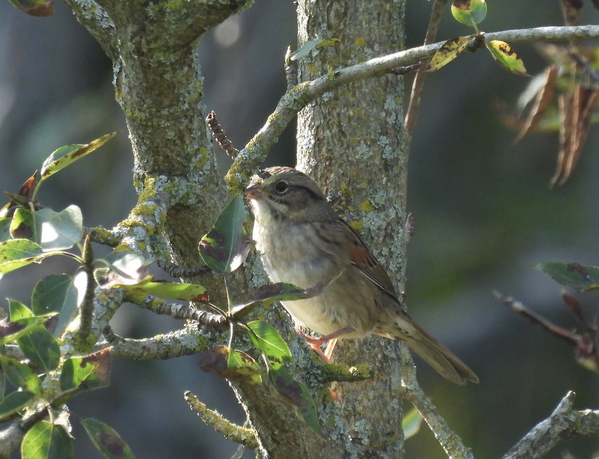 Swamp Sparrow - ML642017391
