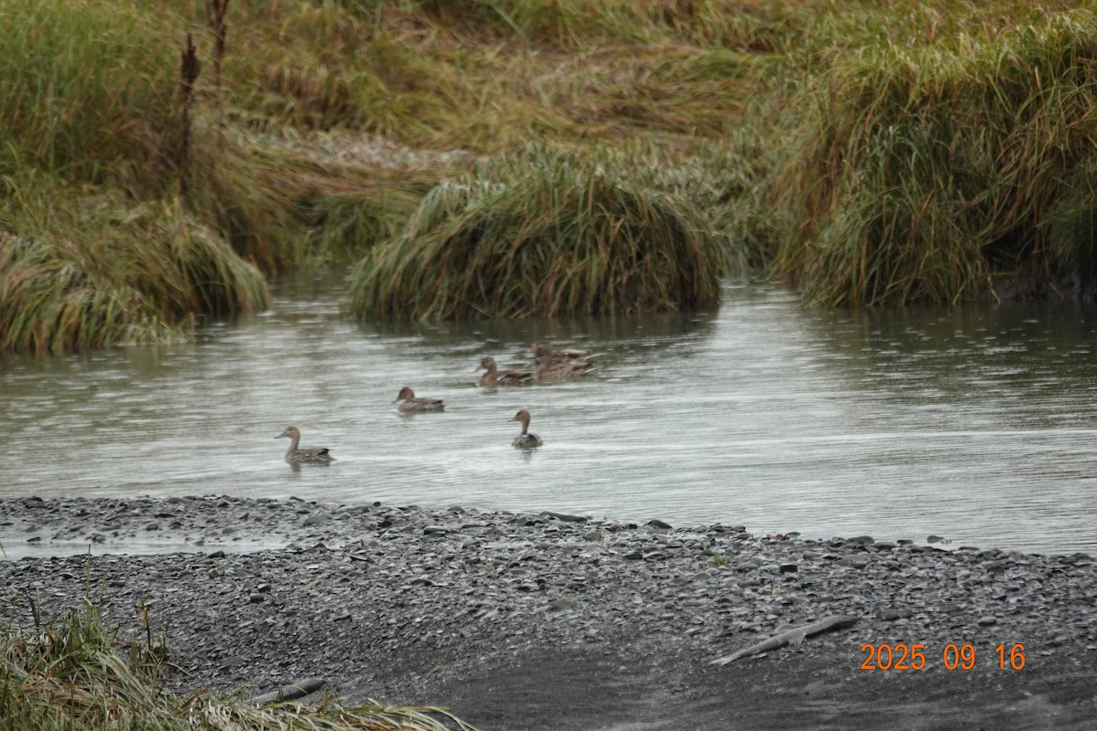 Northern Pintail - ML642017400