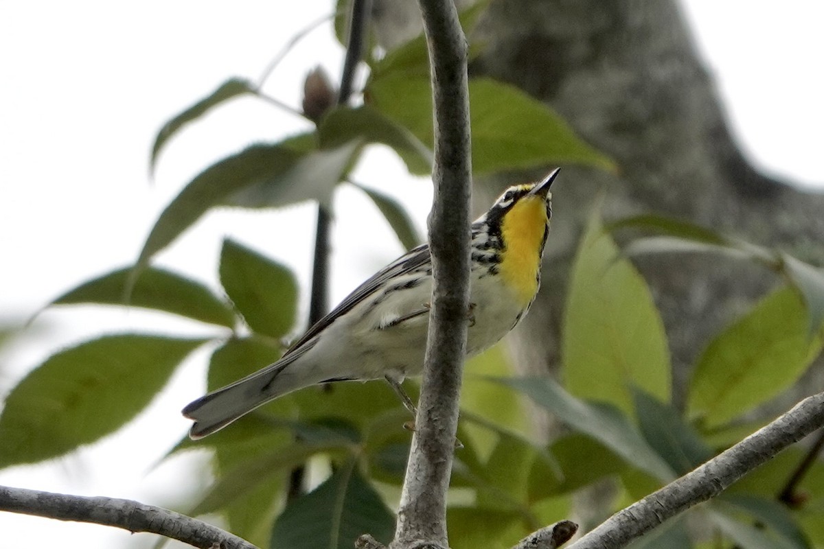 Yellow-throated Warbler - ML642017401