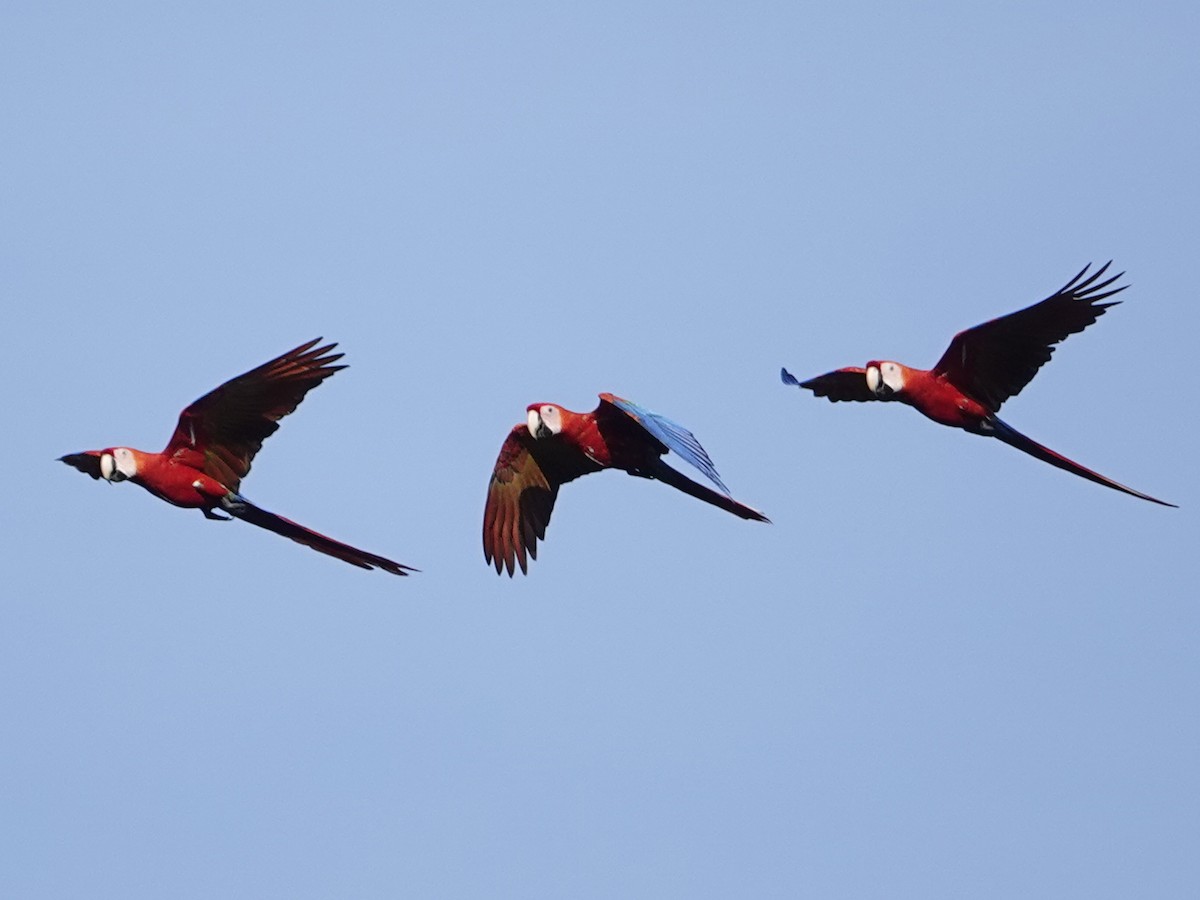 Scarlet Macaw - ML642017402