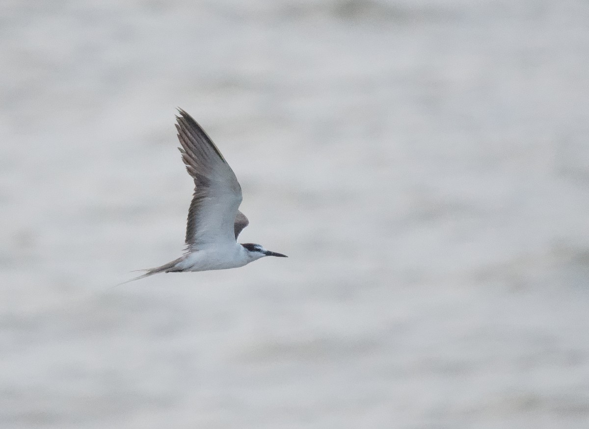 Bridled Tern - ML642017407