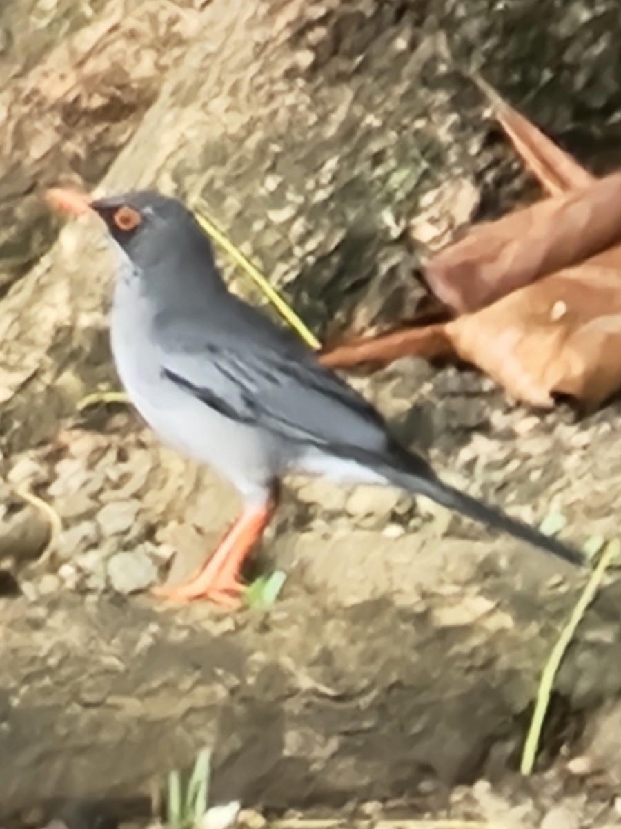 Red-legged Thrush - ML642017409