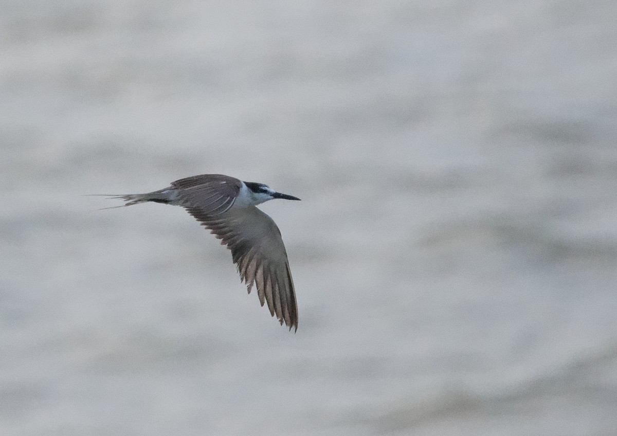 Bridled Tern - ML642017412