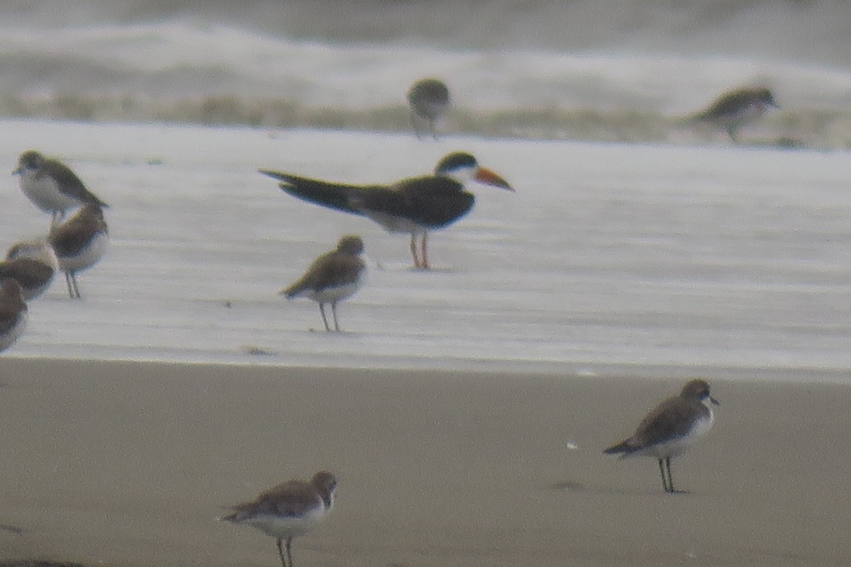 Indian Skimmer - ML642017433