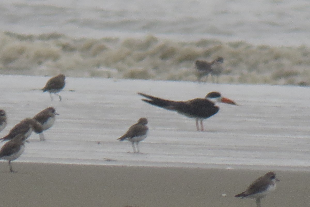Indian Skimmer - ML642017434