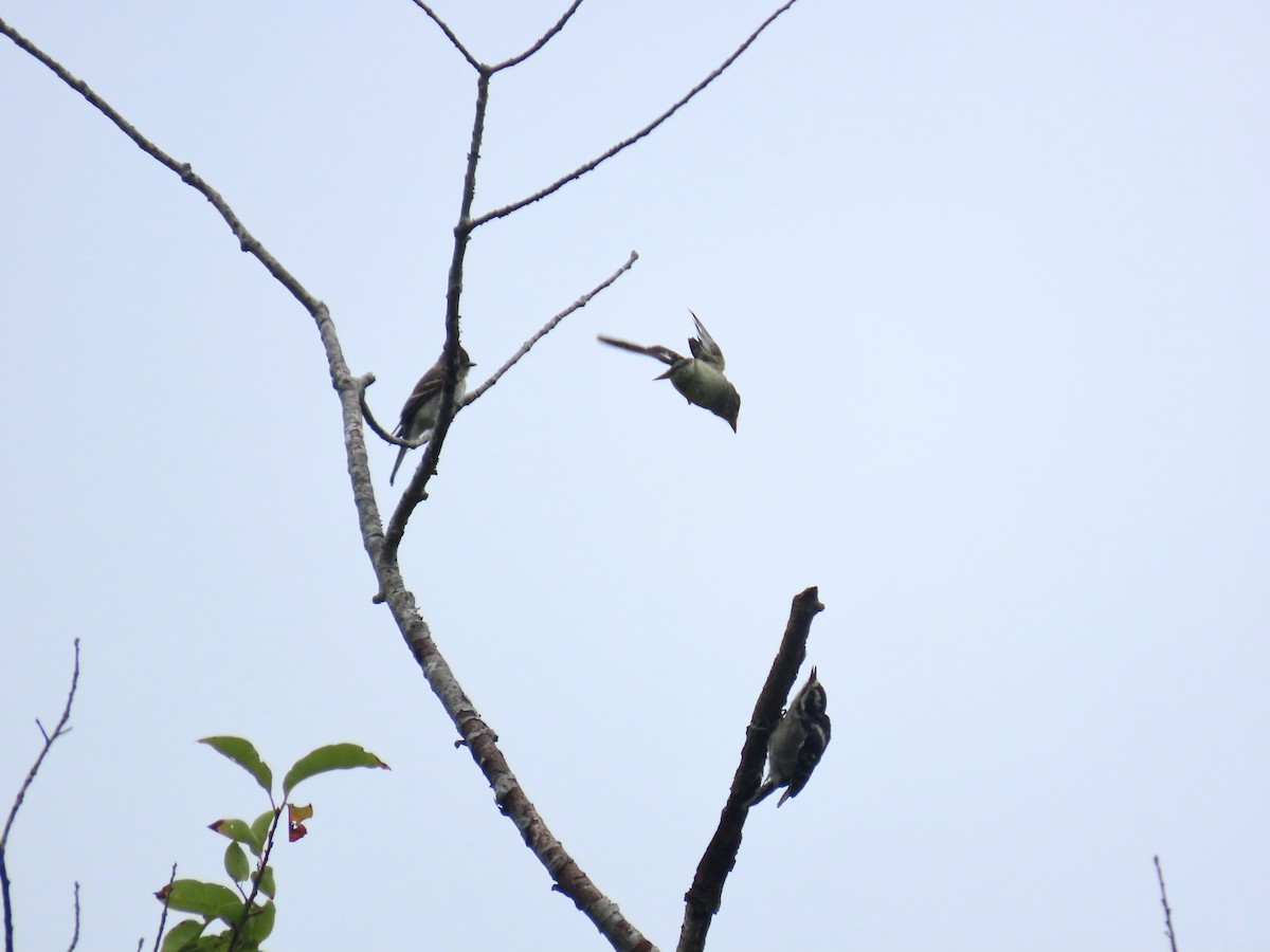 Downy Woodpecker (Eastern) - ML642017435
