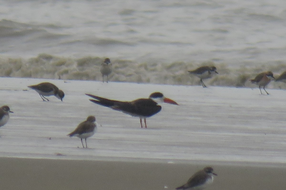 Indian Skimmer - ML642017436