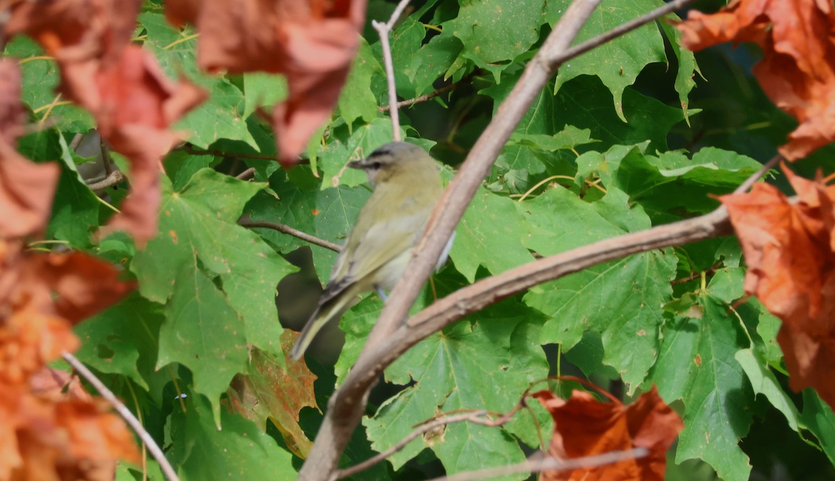 Red-eyed Vireo - ML642017454