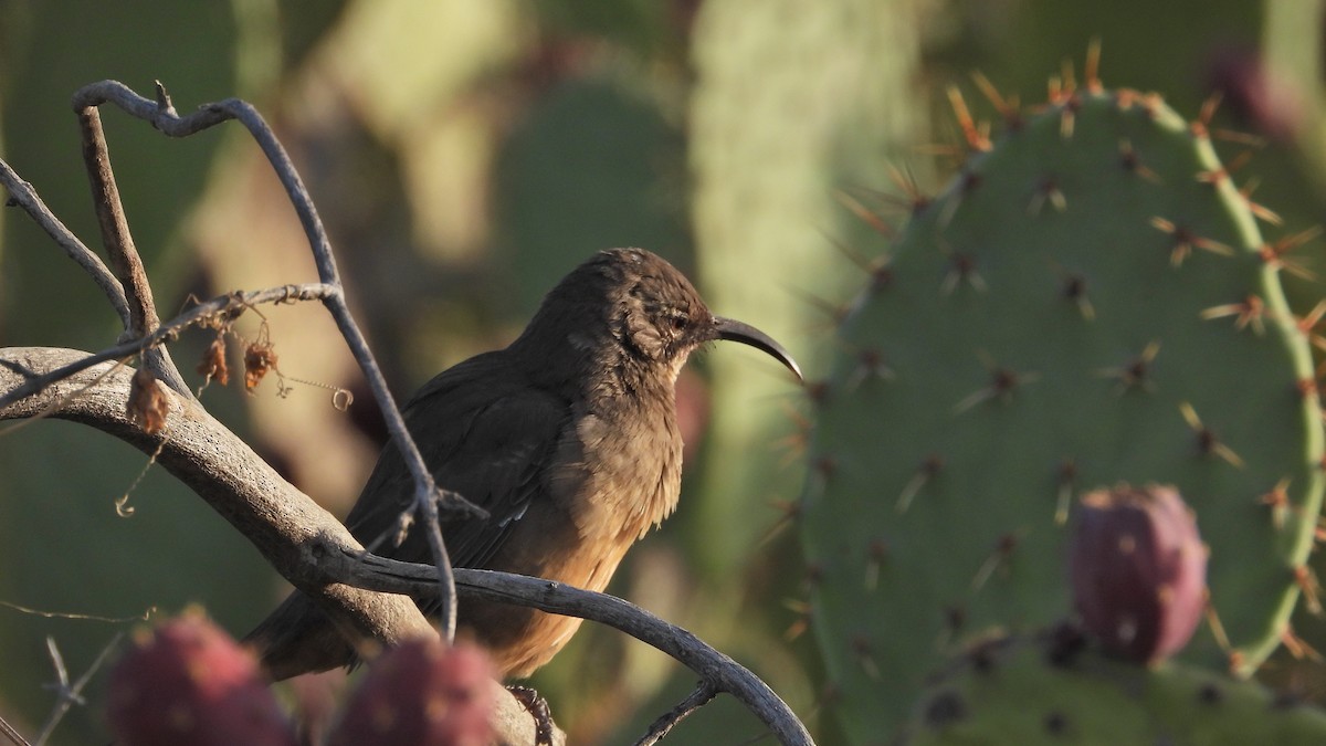 California Thrasher - ML642017458