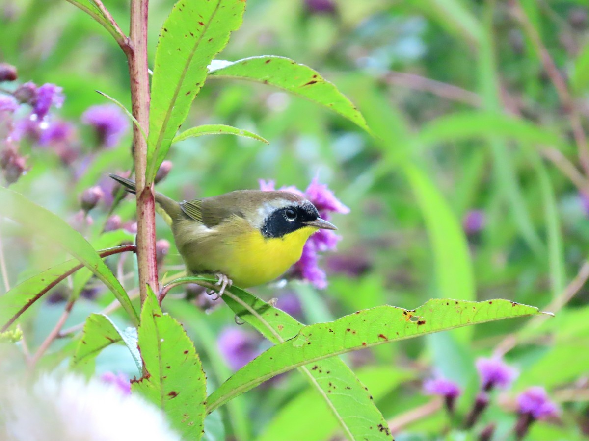 Common Yellowthroat (trichas Group) - ML642017460