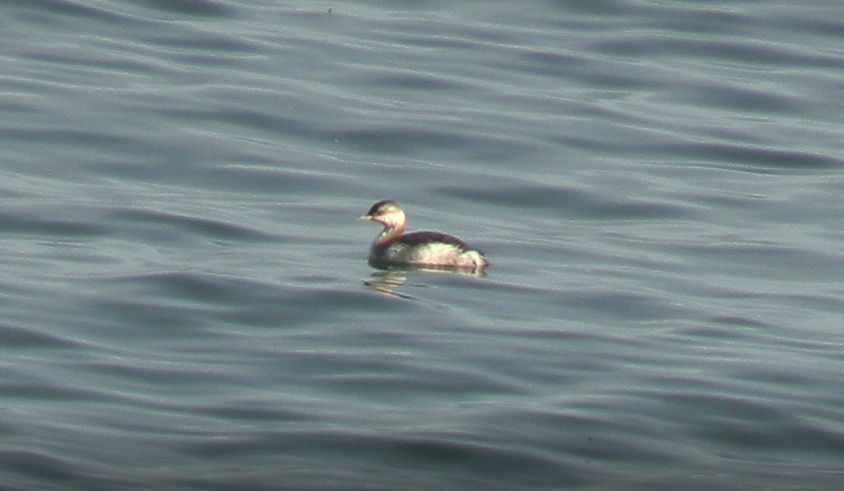 Horned Grebe - ML642017461
