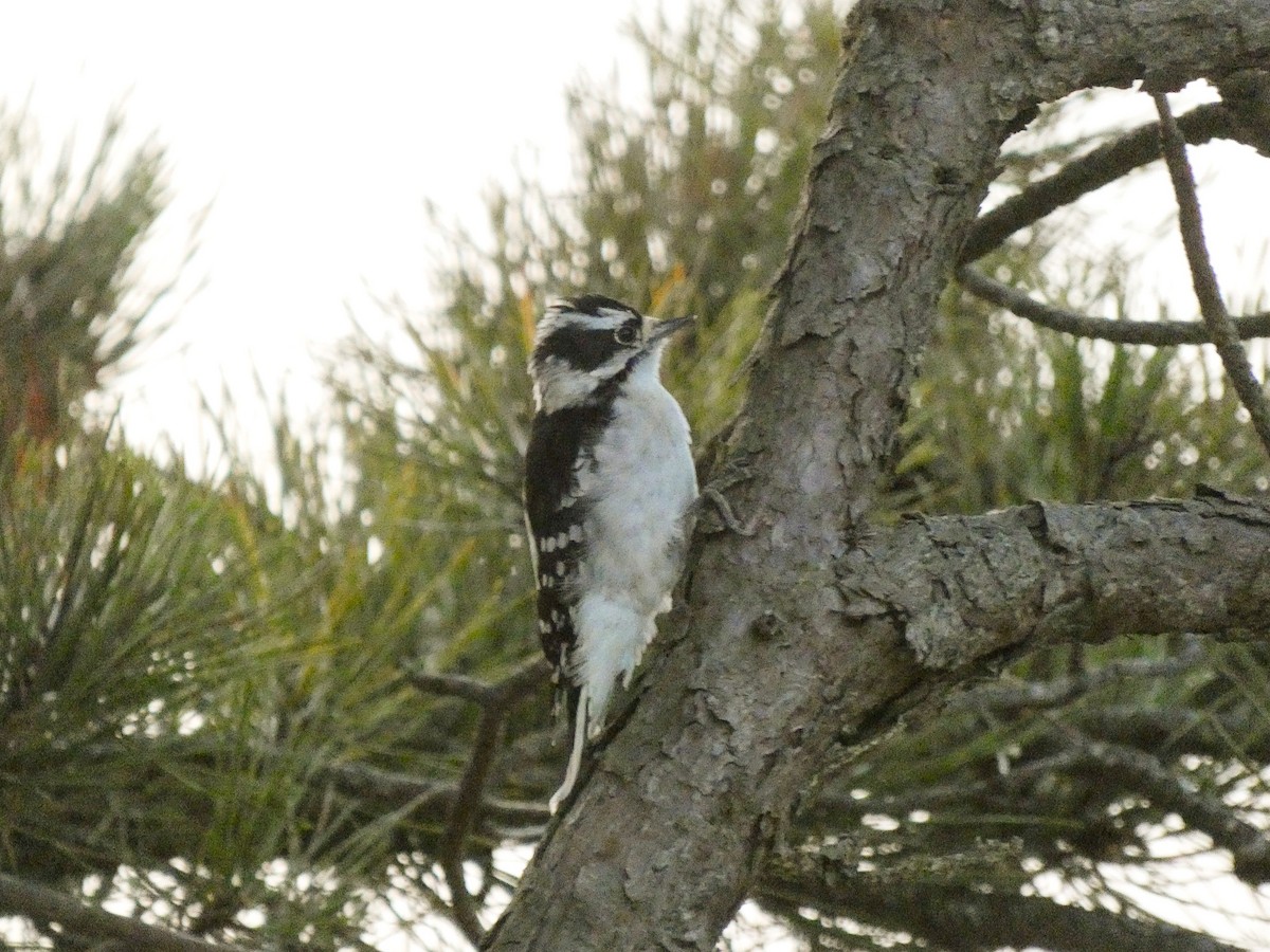Downy Woodpecker - ML642017462