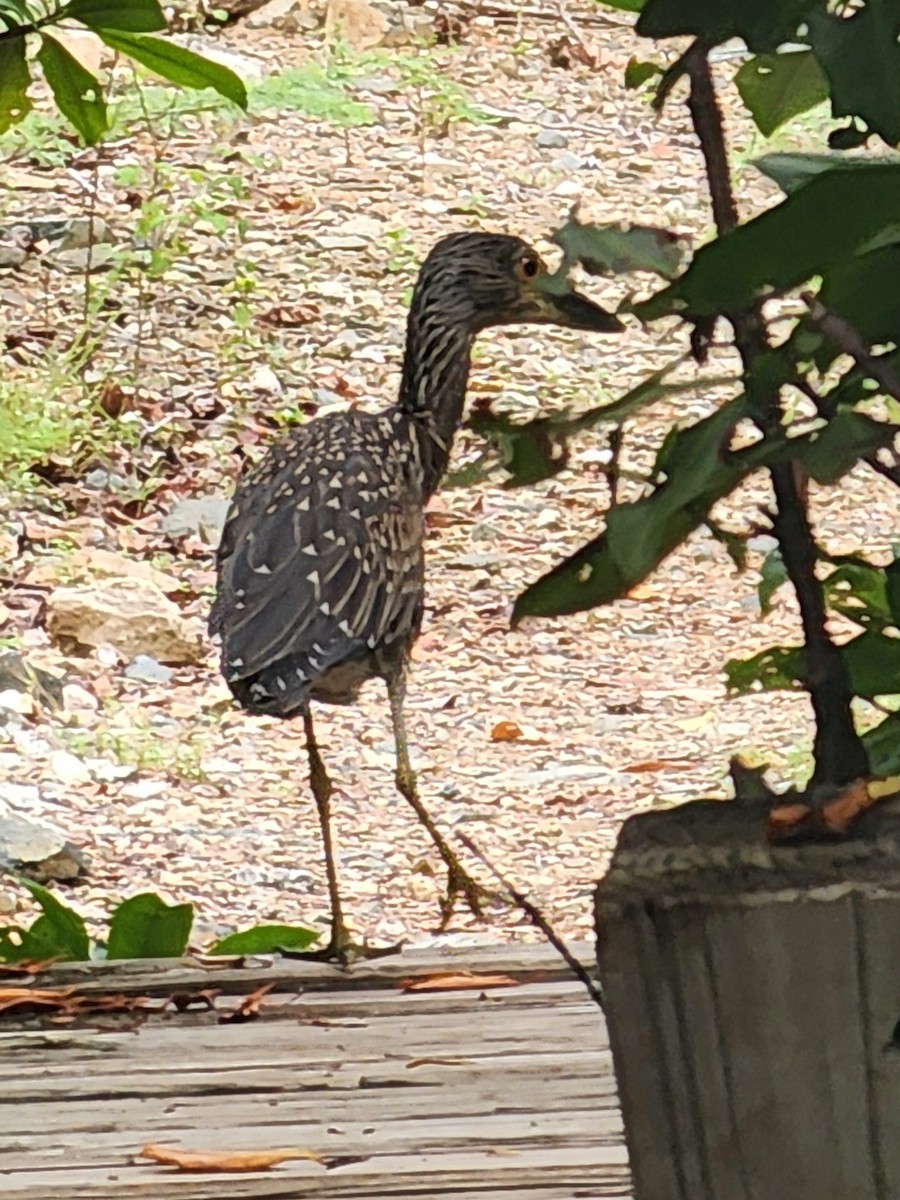 Yellow-crowned Night Heron - ML642017463