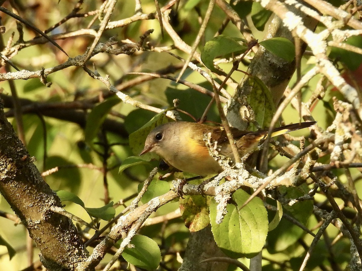 American Redstart - ML642017464