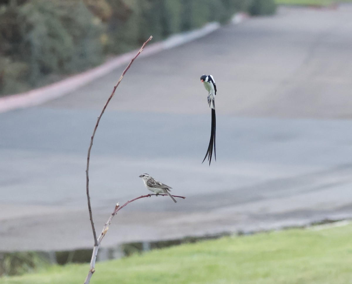 Pin-tailed Whydah - ML642017465