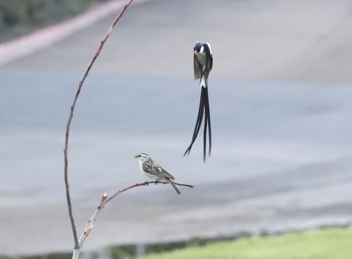 Pin-tailed Whydah - ML642017466