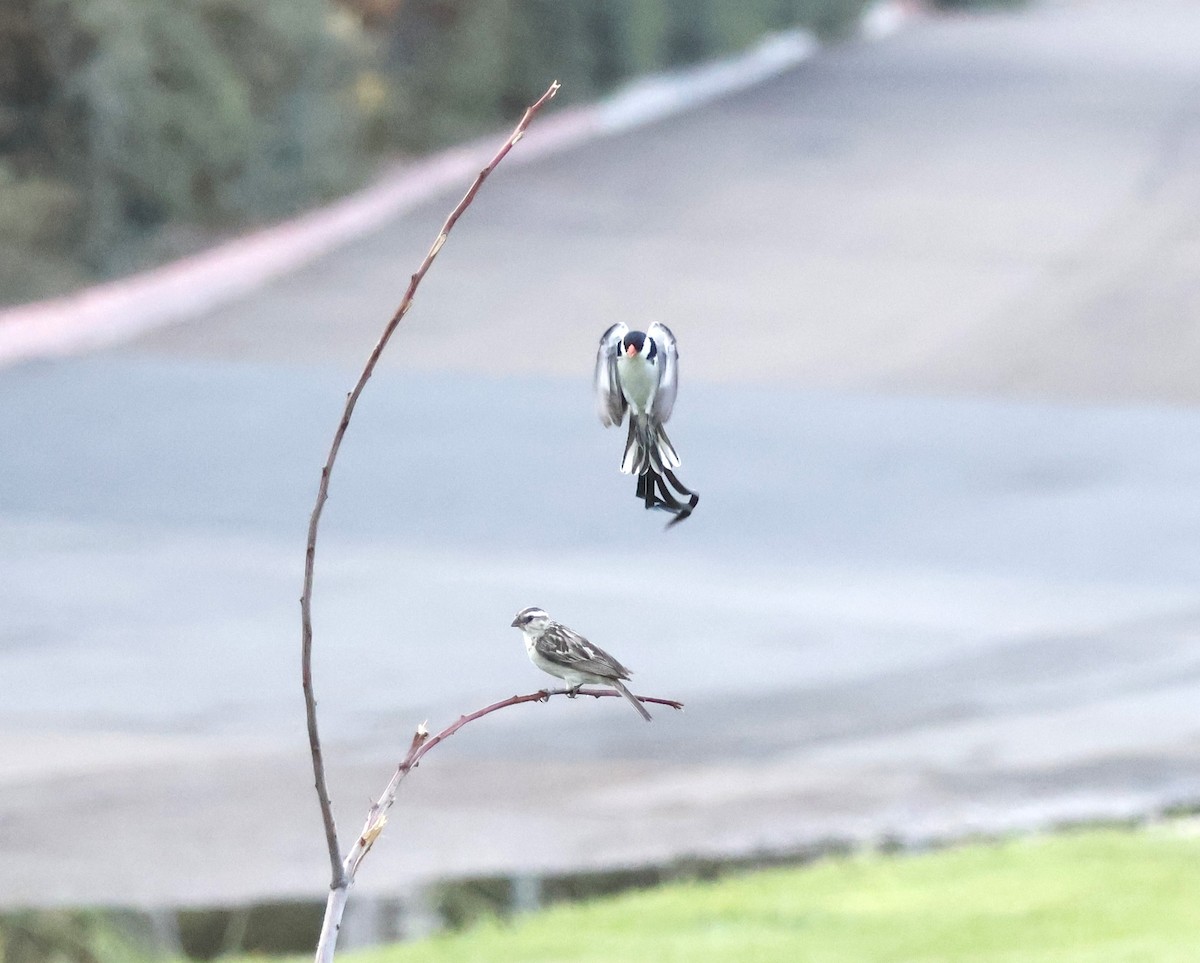 Pin-tailed Whydah - ML642017467