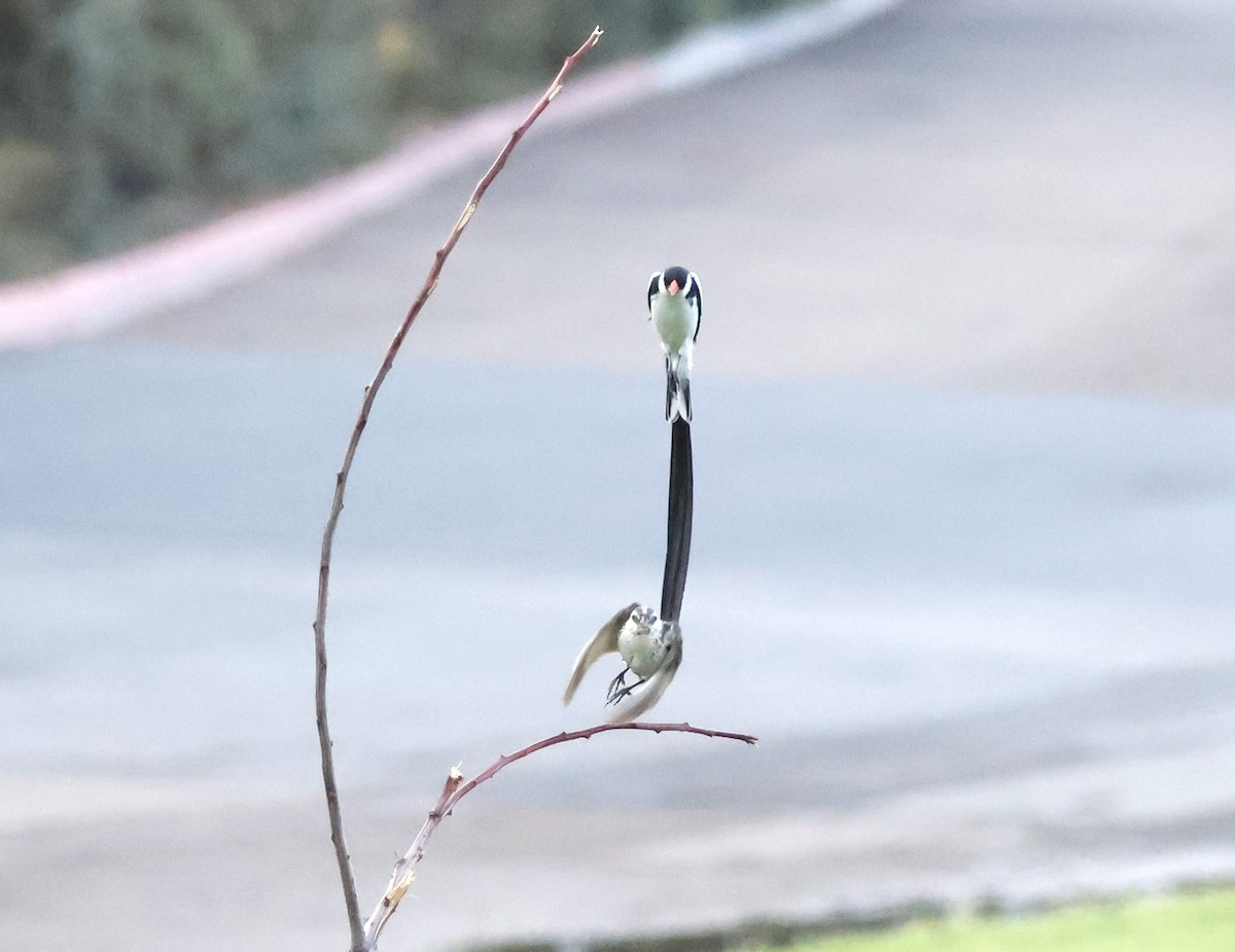 Pin-tailed Whydah - ML642017468