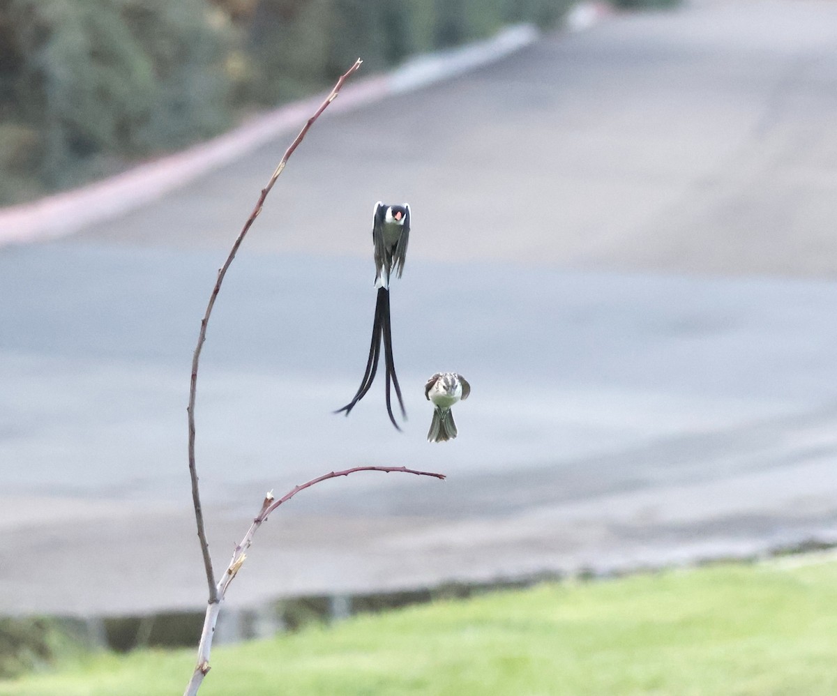 Pin-tailed Whydah - ML642017469
