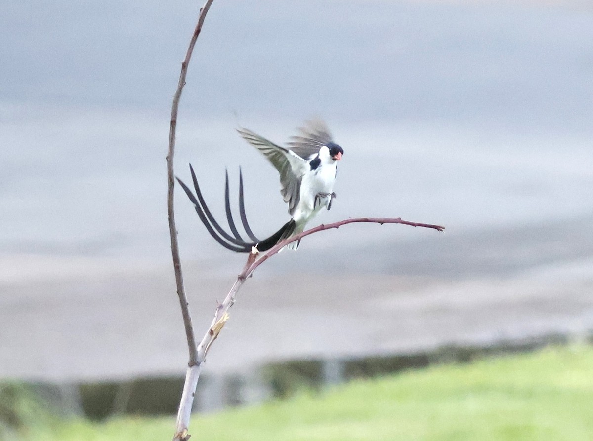 Pin-tailed Whydah - ML642017470
