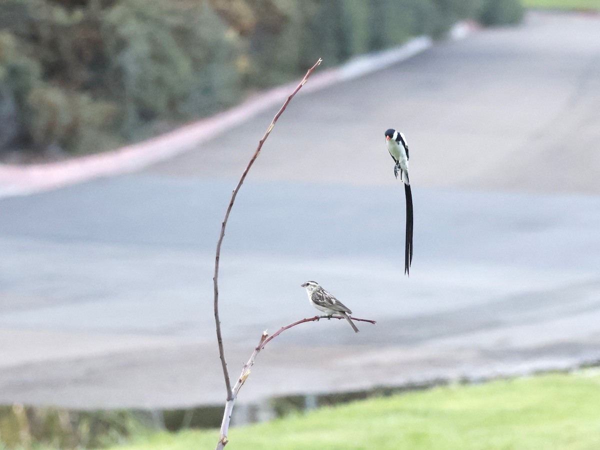 Pin-tailed Whydah - ML642017473